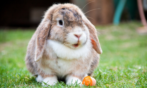 Pet rabbit in the grass eating a carrot