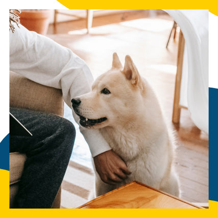 Dog Food & SuppliesA white husky sitting down being pet.