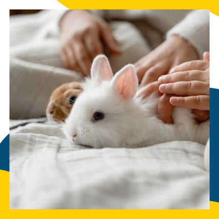 Small Animal Food & SuppliesTwo small bunnies being pet on a bed.