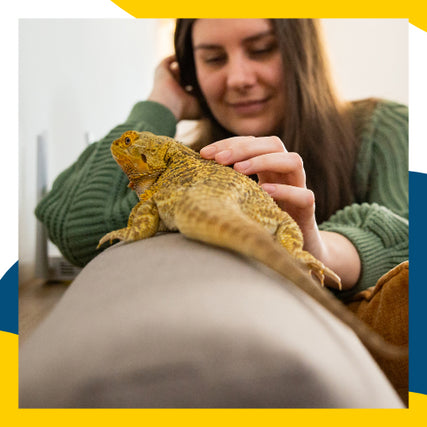 Reptile Food & SuppliesA lizard being pet by its owner.