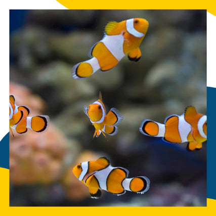 Fish Feed & SuppliesA school of clown fish.