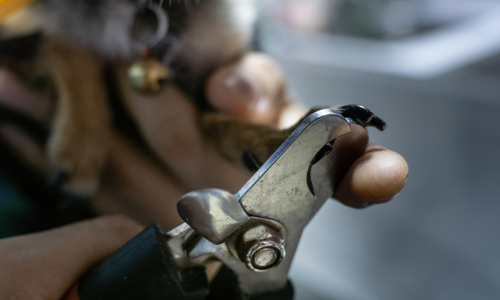 An animals nails being trimmed.