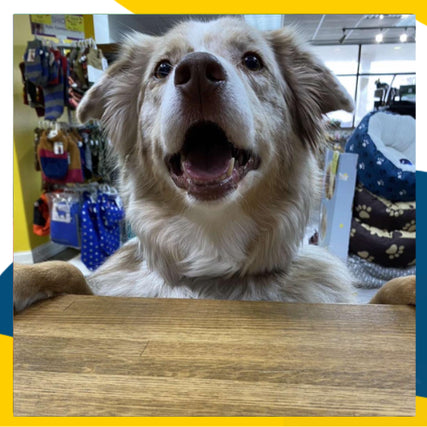 Dog Food & Supplies