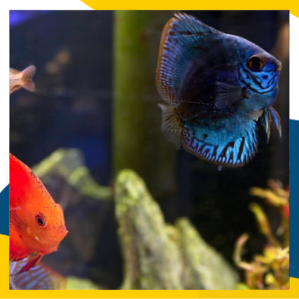 Fish Feed & Supplies