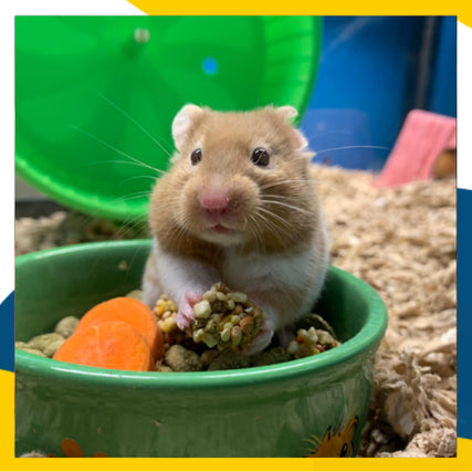 Small Animal Food & Supplies